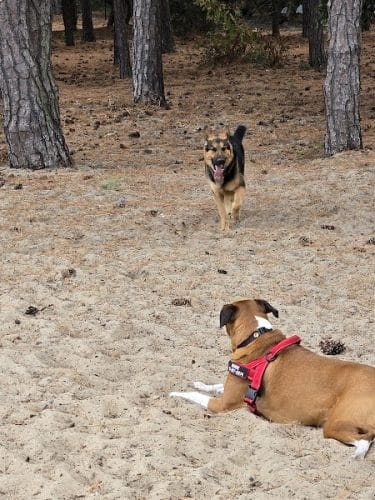 Nags Head Dog Park - Nags Head, NC