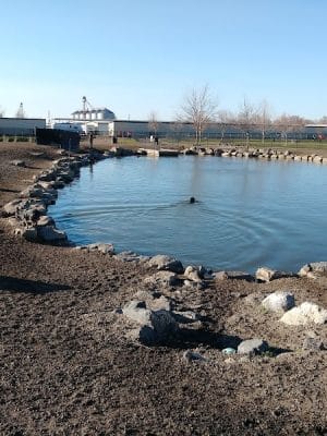 Amity Dog Park
