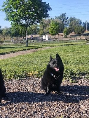 Amity Dog Park