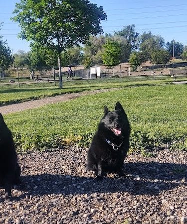 Amity Dog Park
