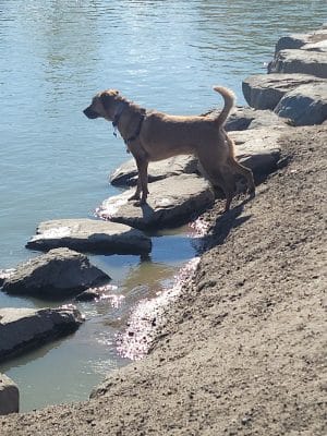 Amity Dog Park