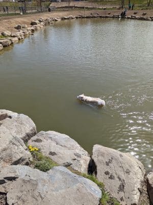 Amity Dog Park