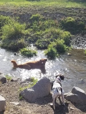 Amity Dog Park