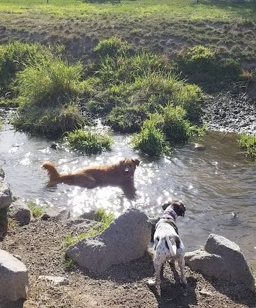 Amity Dog Park