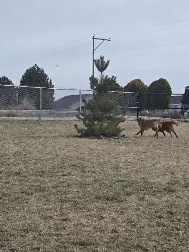 Huckleberry Dog Park