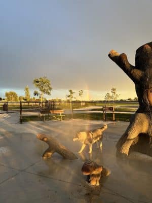 Huckleberry Dog Park