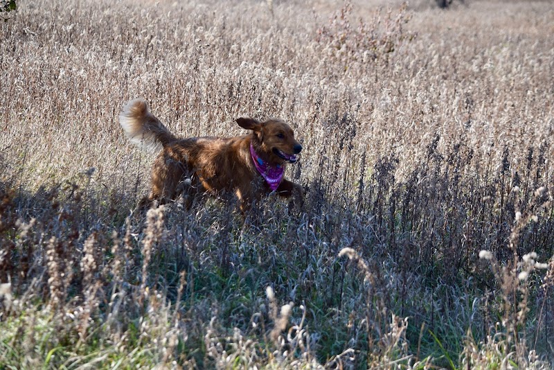 Greene Valley Dog Park - Naperville, IL