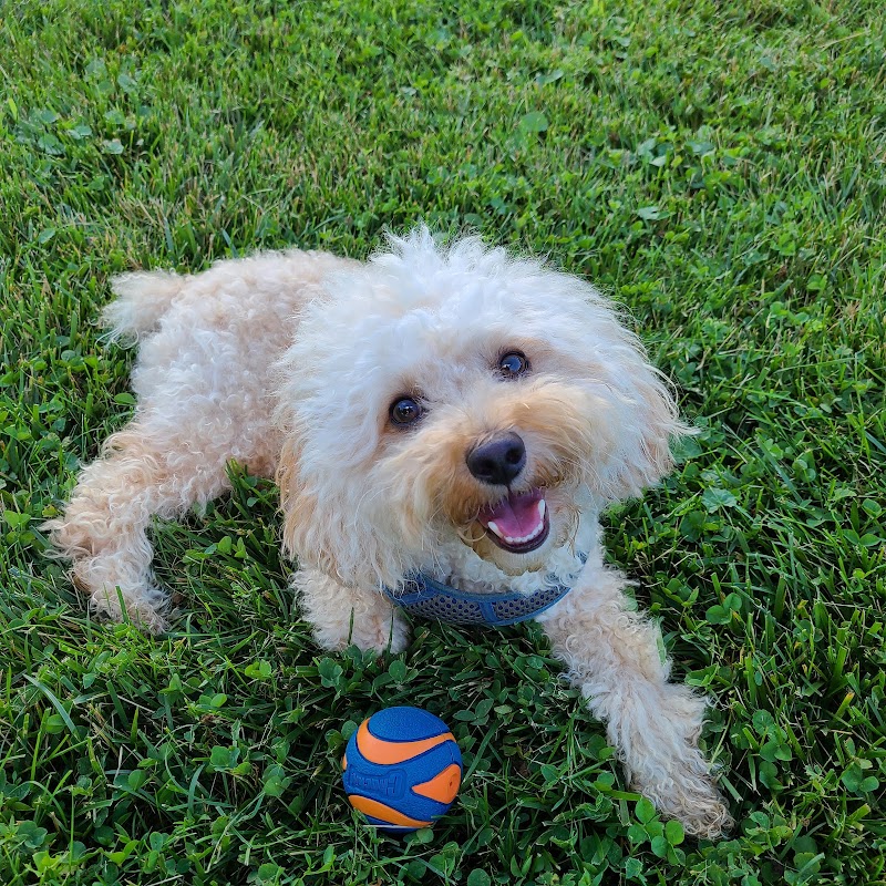 Greene Valley Dog Park - Naperville, IL