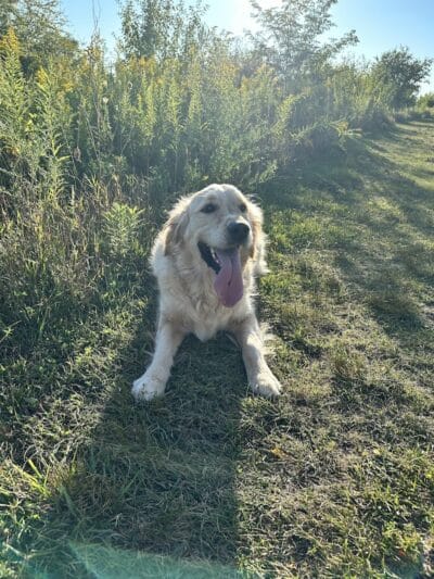 Springbrook Prairie Dog Park - Naperville, IL