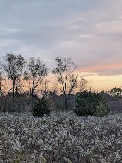 Springbrook Prairie Dog Park - Naperville, IL