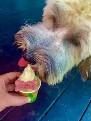 Wonderdogs Gourmet Dogs & Spuds