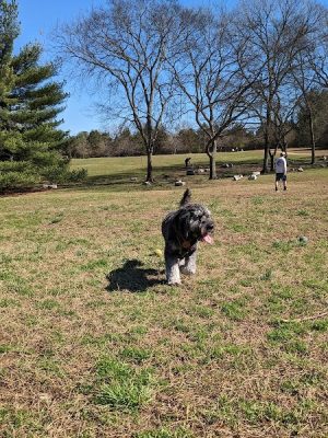 Two Rivers Dog Park