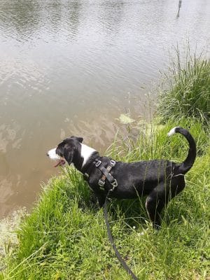 Two Rivers Dog Park
