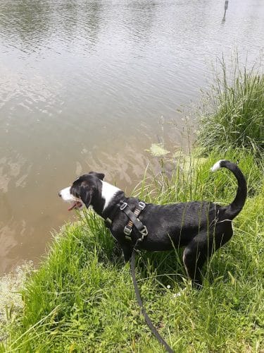 Two Rivers Dog Park