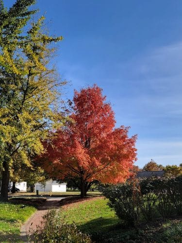 Nauvoo State Park