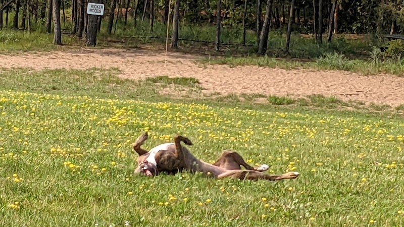 Room To Roam Dog Park - Nekoosa, WI