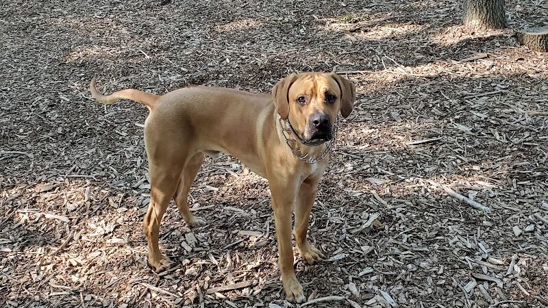 Smithtown Nesconset Dog Park - Nesconset, NY