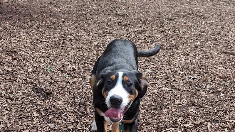 Smithtown Nesconset Dog Park - Nesconset, NY
