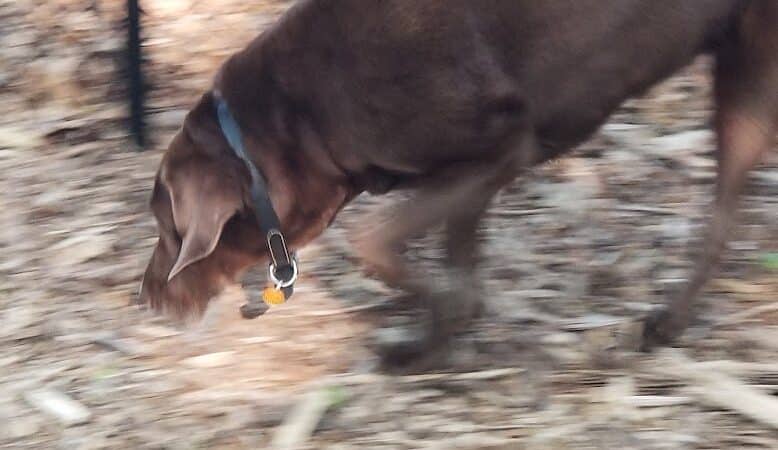 Smithtown Nesconset Dog Park - Nesconset, NY