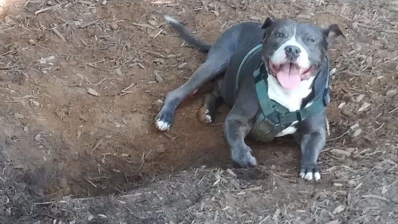 Smithtown Nesconset Dog Park - Nesconset, NY