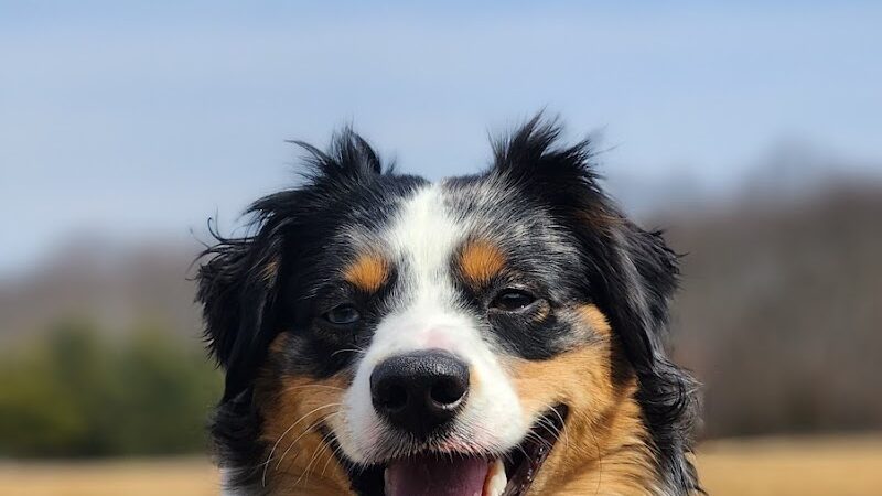Smithtown Nesconset Dog Park - Nesconset, NY