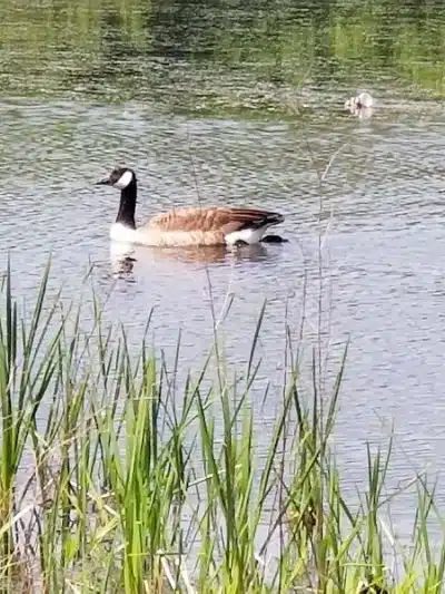 Martha Hart park - New Britain, CT