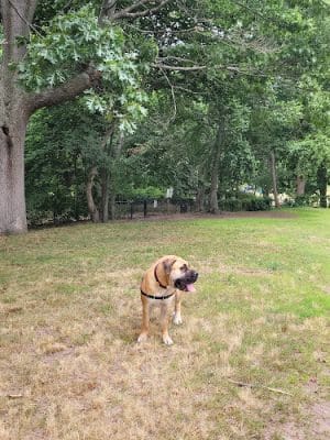 Fort Hale Dog Park