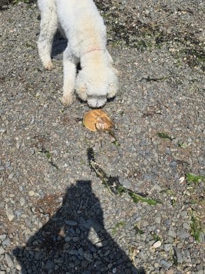 Fort Hale Dog Park