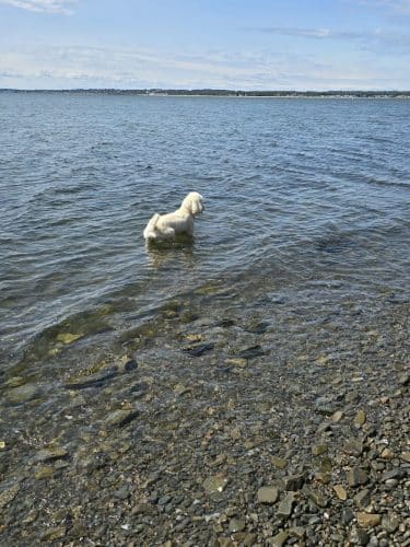 Fort Hale Dog Park
