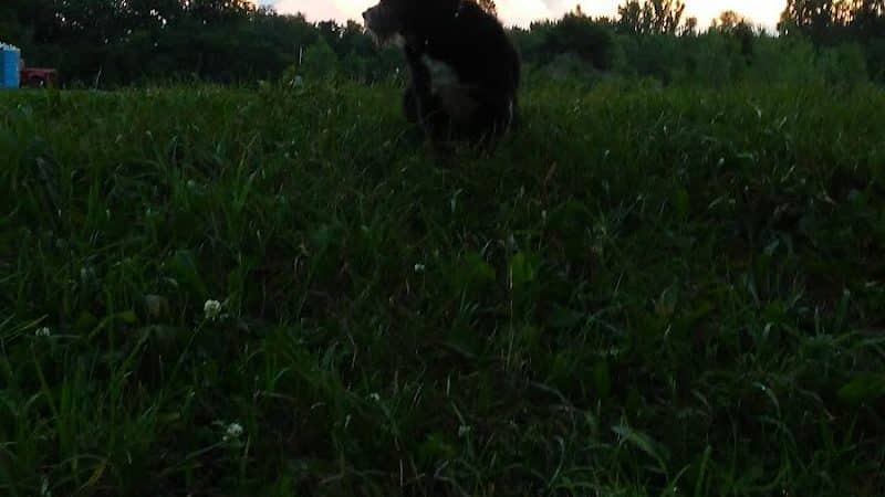 NL Jaycees Dog Park - New London, WI
