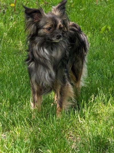 NL Jaycees Dog Park - New London, WI