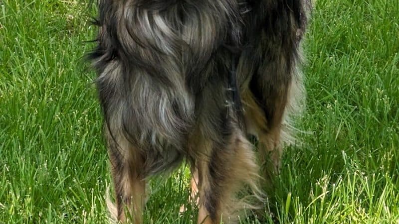 NL Jaycees Dog Park - New London, WI