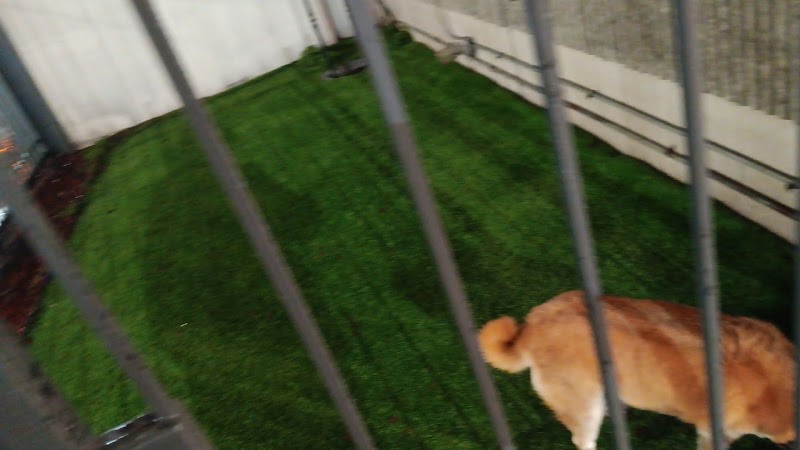 Dog Relief Area - New Orleans, LA