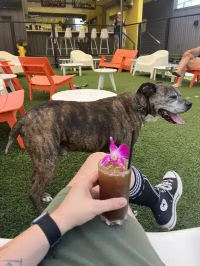 The Dog House - New Orleans, LA