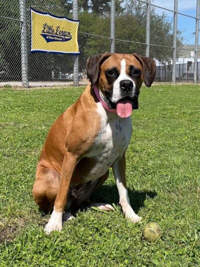 Wisner Dog Park - New Orleans, LA