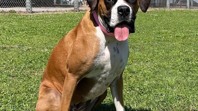 Wisner Dog Park - New Orleans, LA