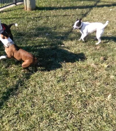 Wisner Dog Park - New Orleans, LA