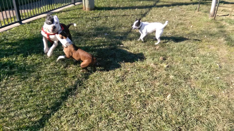Wisner Dog Park - New Orleans, LA