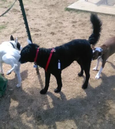 Wisner Dog Park - New Orleans, LA