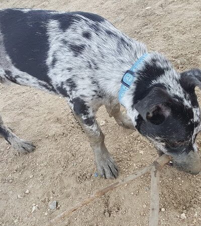 Wisner Dog Park - New Orleans, LA