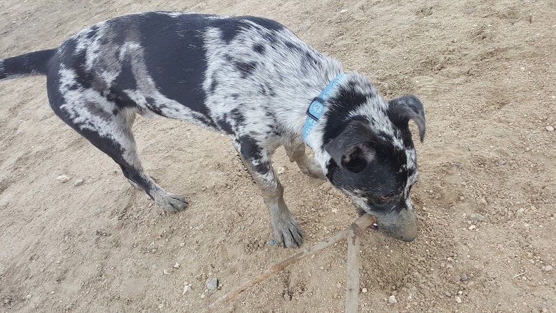 Wisner Dog Park - New Orleans, LA