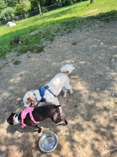 Ulster County Dog Park - New Paltz, NY