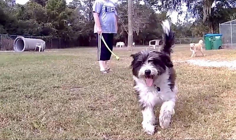 Dog Park - New Smyrna Beach, FL