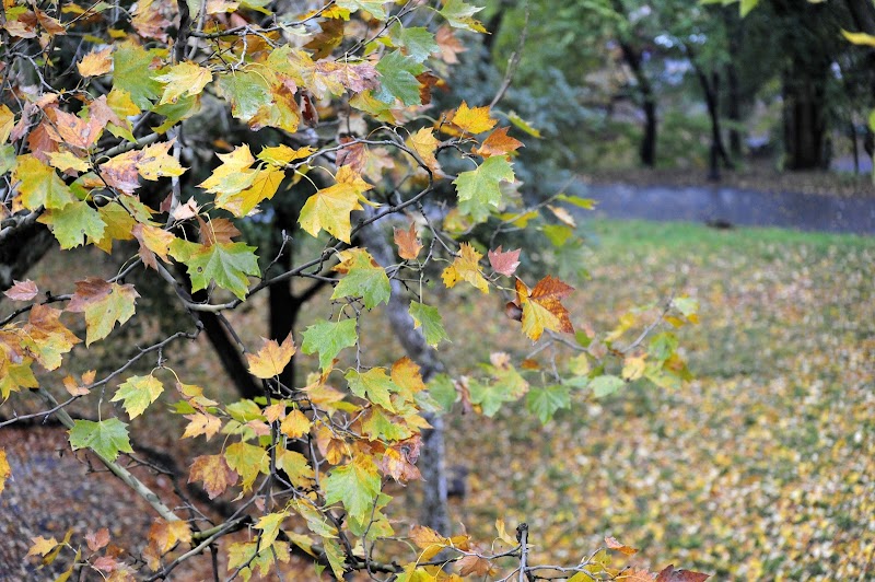 Friends of Morningside Park - New York, NY