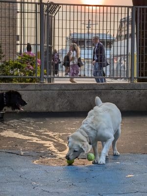 Leroy Street Dog Park