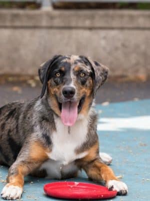 Leroy Street Dog Park