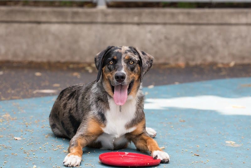 Leroy Street Dog Park - New York, NY
