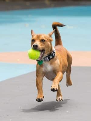 Leroy Street Dog Park