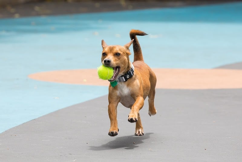Leroy Street Dog Park - New York, NY