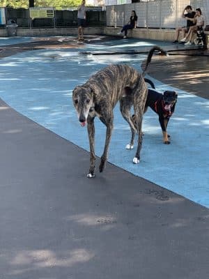 Leroy Street Dog Park
